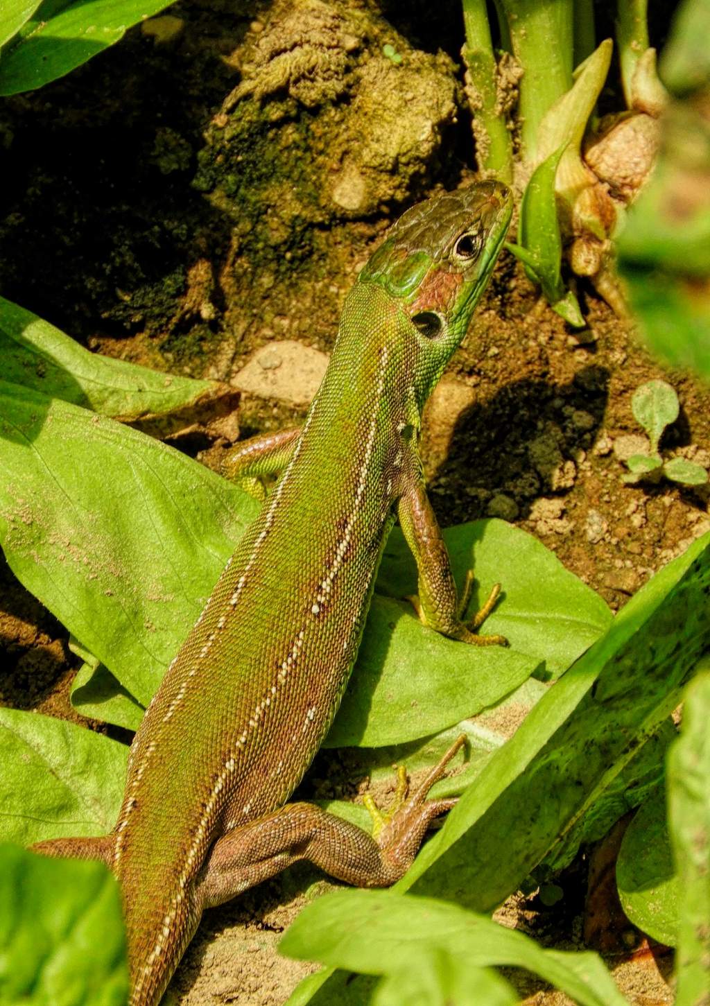 Ramarro al Parco Nord di Milano: Lacerta bilineata, femmina